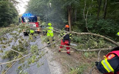T1 Baum – umgestürzt